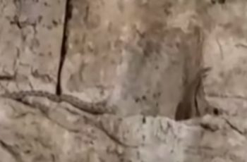 Serpente sai do Muro de Israel - profecia bíblica
