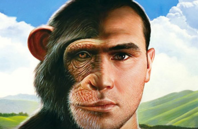 Híbridos macacos-humanos