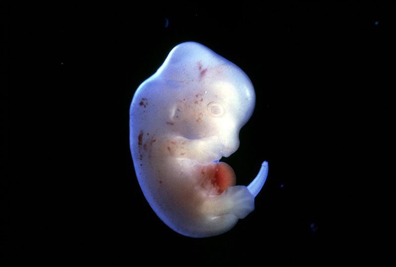 Japão aprova primeiros experimentos com embriões de humanos e animais