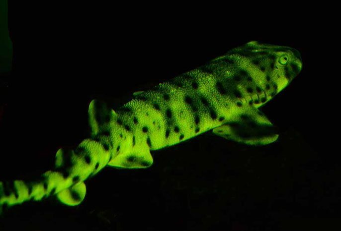 Formas de vida alienígena podem brilhar no escuro - biofluorescência