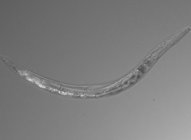 Descoberta nova espécie de vermes que têm três sexos diferentes