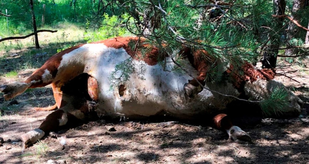 Teorias variam de oculto a OVNIs, depois que touros foram mortos e mutilados nos EUA