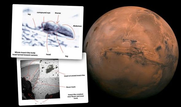 Universidade exclui comunicado de imprensa alegando evidências de insetos em Marte