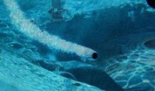 "OVNI Tic Tac" foi detectado dentro do oceano em alta velocidade, anos depois do caso Nimitz