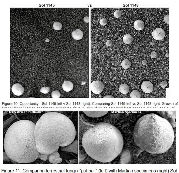 Vida em Marte: Milhares de cogumelos são vistos em fotos da NASA