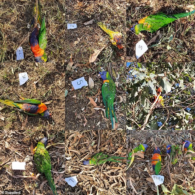 Centenas de pássaros lóris-arco-íris caem do céu na Austrália