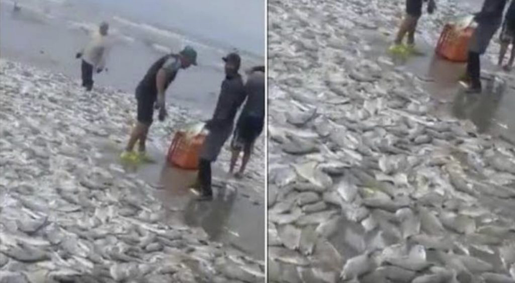 Milhares de peixes vivos são varridos para a praia em Acapulco, México