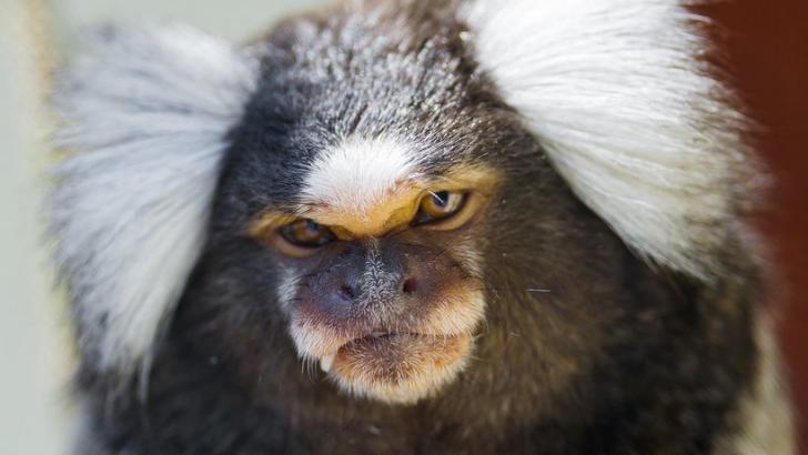 Cientistas usam genes humanos para criar primatas com cérebros maiores