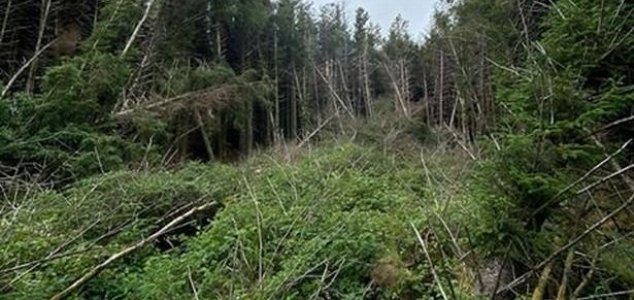 Homem descobre "local de acidente de OVNI" em floresta na Inglaterra
