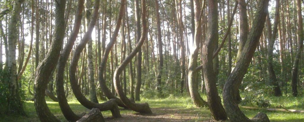 A floresta de Hoia Baciu: Área de grande atividade de OVNIs, assombrada, ou ambas?