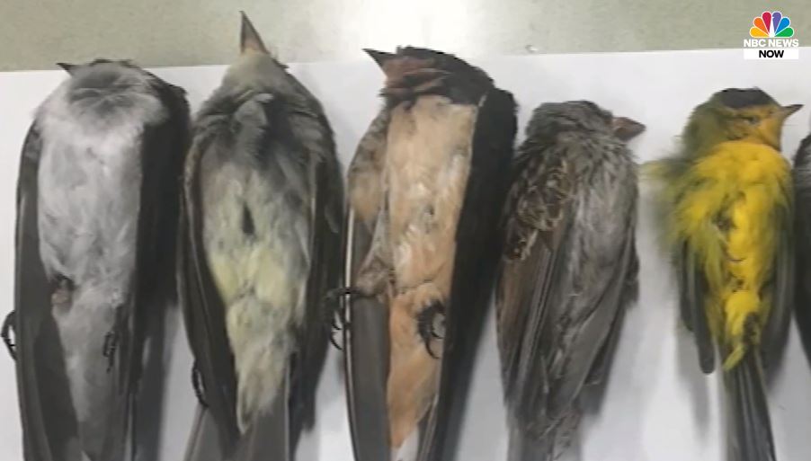 Pássaros estão caindo mortos no Novo México"(EUA), potencialmente "centenas de milhares'