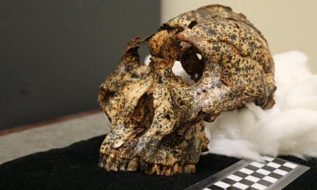 Crânio de primo humano de 2 milhões de anos é encontrado em caverna sul-africana