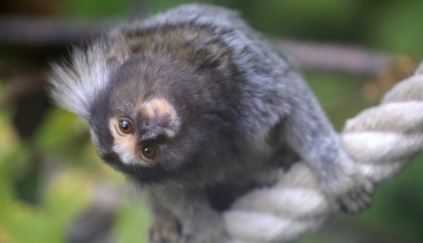 Cientistas colocaram genes humanos em cérebros de macacos