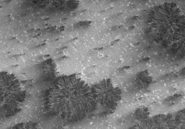 O enigma das árvores marcianas: o que essas fotos estranhas mostram?