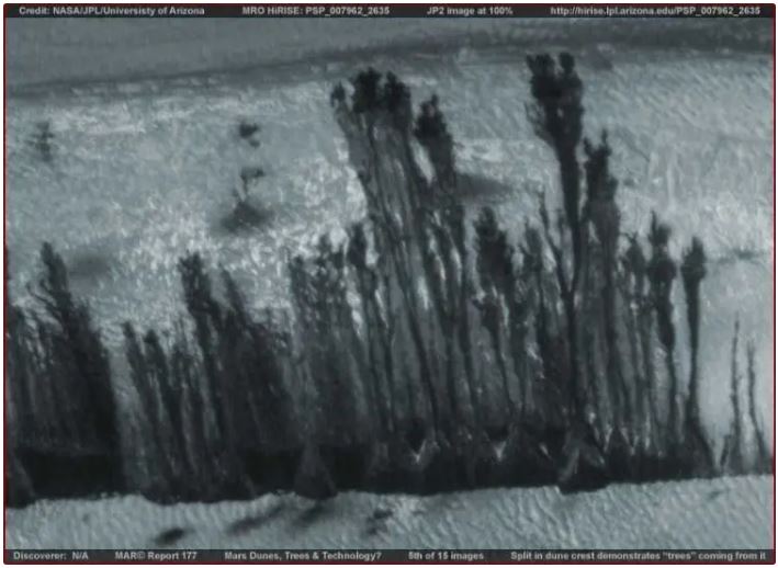 O enigma das árvores marcianas: o que essas fotos estranhas mostram?