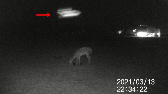 OVNI é filmado passando logo acima de cervo