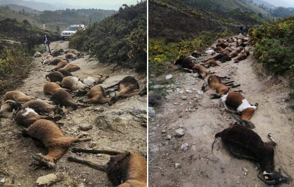 Um estranho raio mata 68 cabras em Portugal