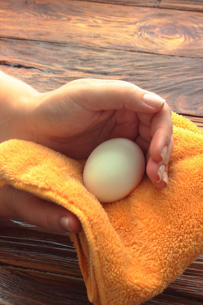 Pelve larga em mulheres vem de ancestrais que botavam ovos, diz estudo