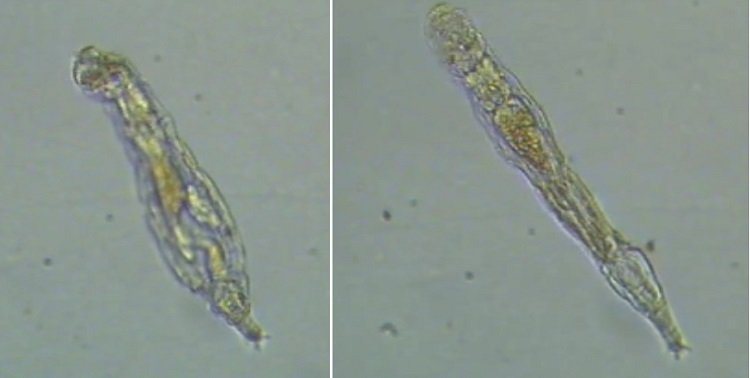 Cientistas reanimaram rotíferos - organismos microscópicos de 24 mil anos