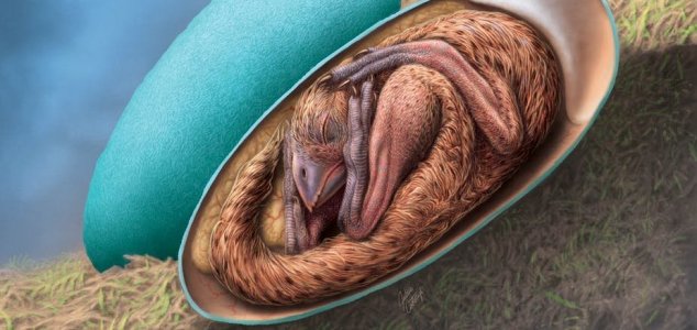 Embrião de dinossauro "primorosamente preservado" é descoberto