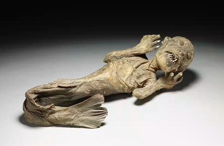 De onde vieram as múmias de sereias nos museus?