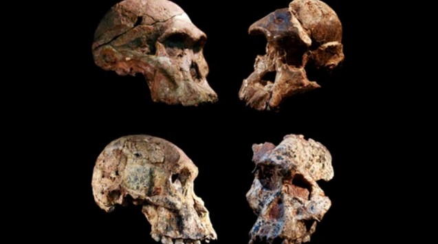 Nossos ancestrais humanos são 1 milhão de anos mais velhos do que pensávamos