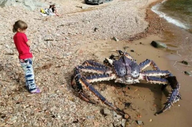 Um caranguejo gigante apareceu numa praia?
