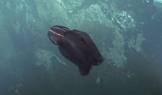 Criatura de aparência alienígena é filmada no fundo do Oceano Índico