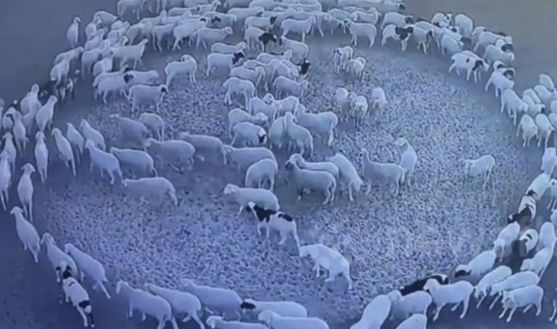 Mistério: rebanho de ovelhas anda em círculos por 12 dias seguidos