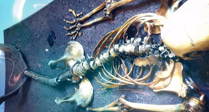 De onde vieram as múmias de sereias nos museus?