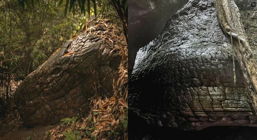 Seria este o fóssil de cobra gigante petrificada em caverna da Tailândia?