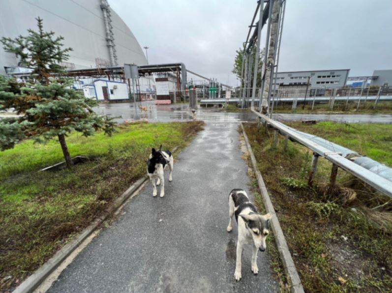 Genética de cães na zona de exclusão de Chernobyl é diferente