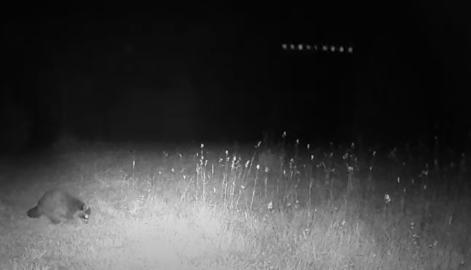 Estranhas de luzes são filmadas por câmera de trilha no Canadá