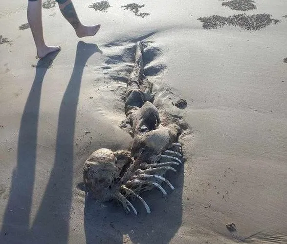 Restos de uma criatura semelhante a uma sereia aparecem em praia