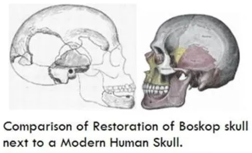 O Homem de Boskop: A espécie que era mais inteligentes que os humanos