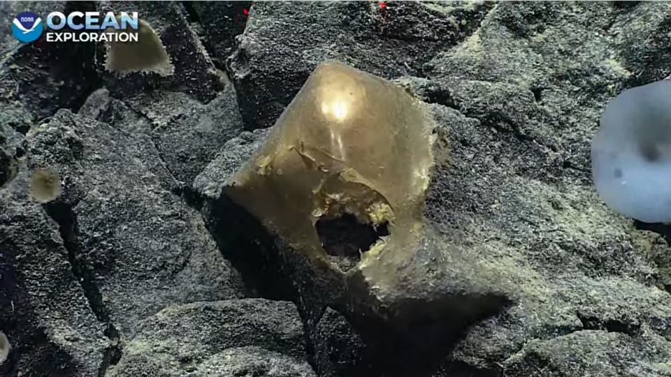 Misterioso "ovo dourado" é encontrado no fundo do mar