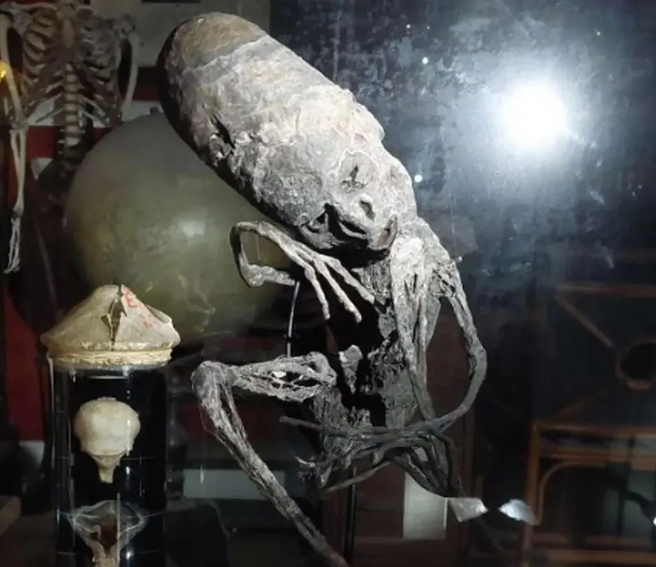 Múmia em museu belga é semelhante às múmias alienígenas mexicanas